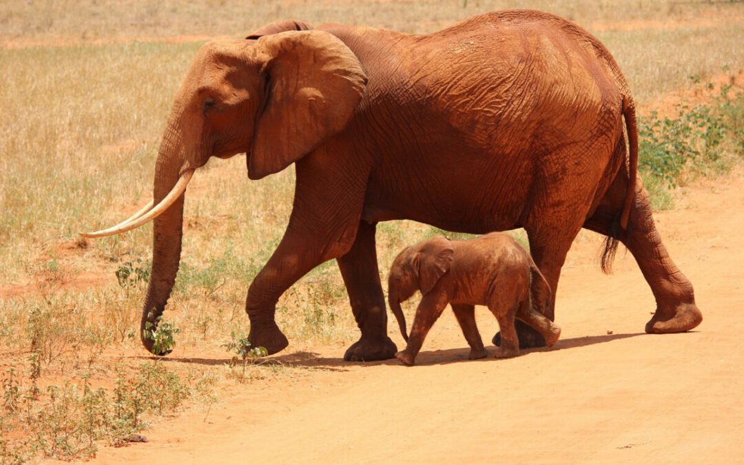 Kenia