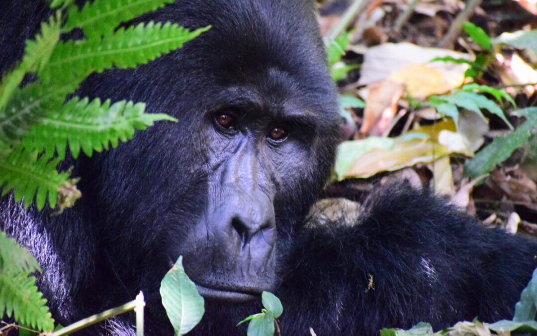Uganda