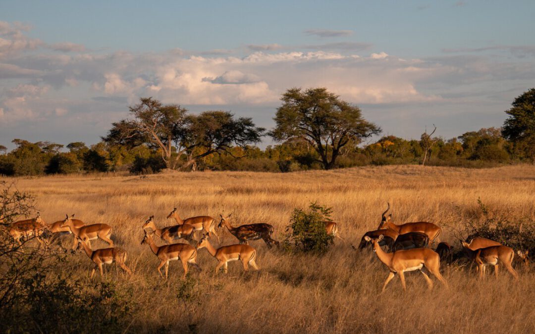 Zimbabwe